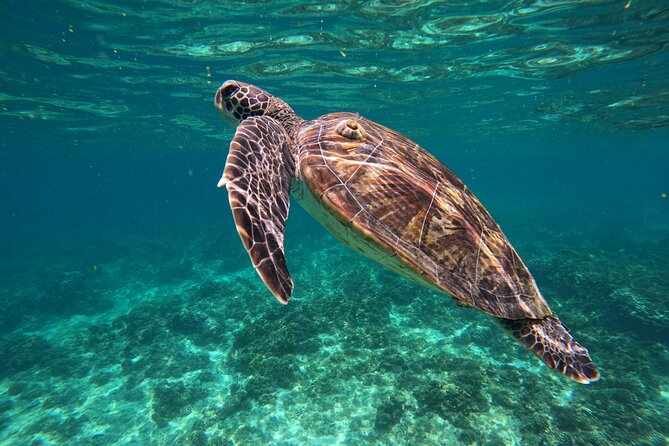 Snorkeling in Daymaniat Island - Snorkeling with turtles and coral fish