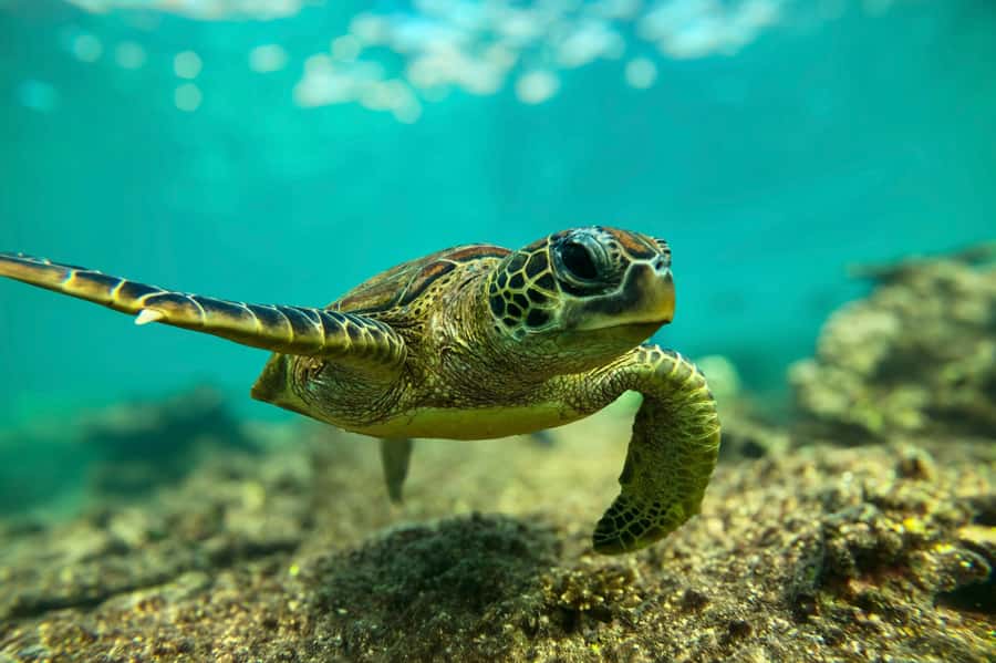 Snorkeling with turtles at Ad Daymaniyat Islands - Key points at a glance