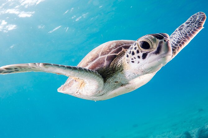 Snorkelling tours to Daymaniyat island - Beach time for anyone staying out of the water