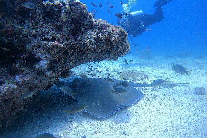 Snorkelling tours to Daymaniyat island - Second snorkeling stop: a useful change of scene