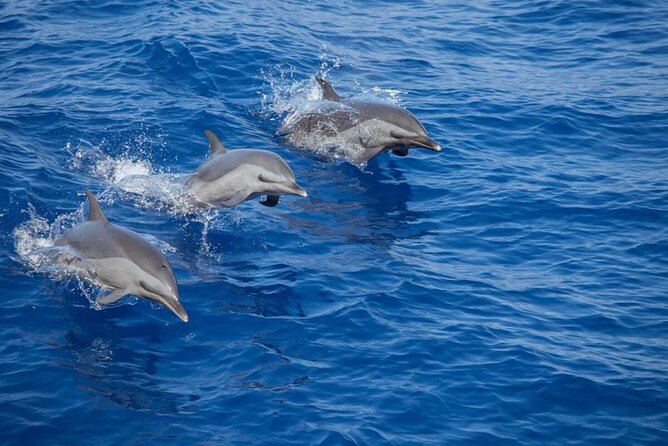 The Jewel of Muscat Sea, Daymaniyat Islands - Why the Daymaniyat Islands make a fine day from Muscat