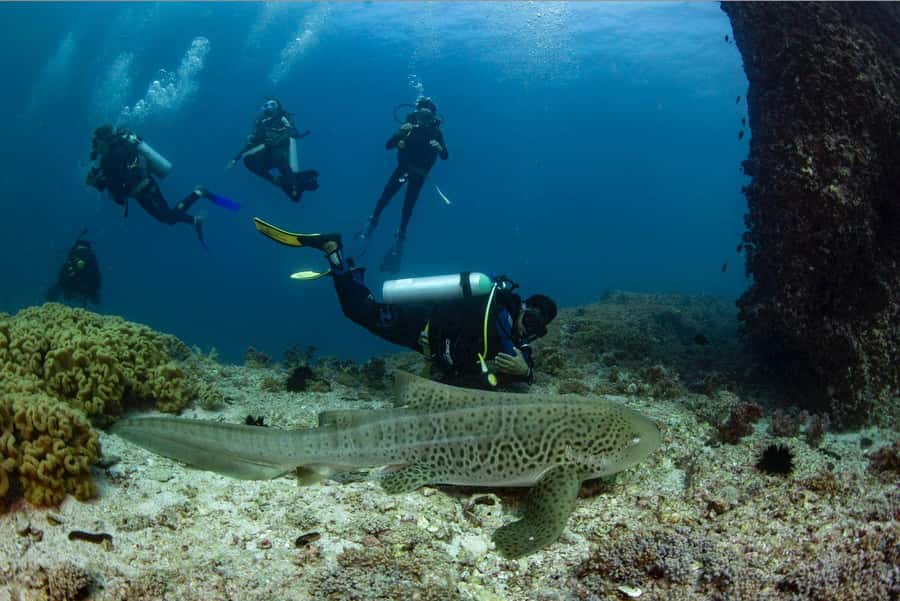 Try scuba Diving Tours To Daymaniyat Islands. - Key Points to Know Before You Book