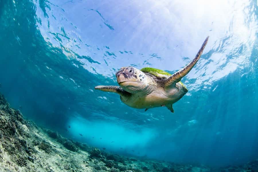 Try scuba Diving Tours To Daymaniyat Islands. - From Seeb Marina to the Daymaniyat Islands