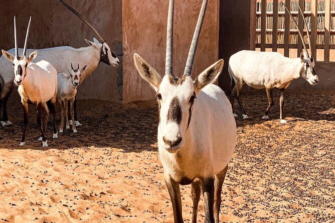 Wadi Bani Khaled & Desert Safari - Muscat, Oman - The guides can shape the whole experience