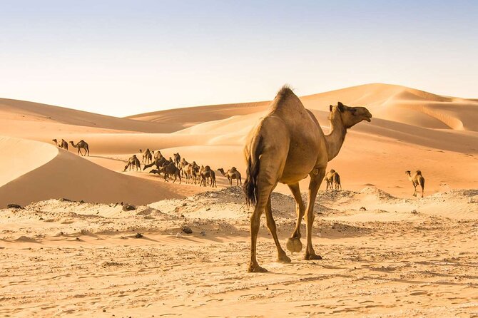 Wadi Bani Khaled & Desert Safari - Muscat, Oman - Booking timing and cancellation
