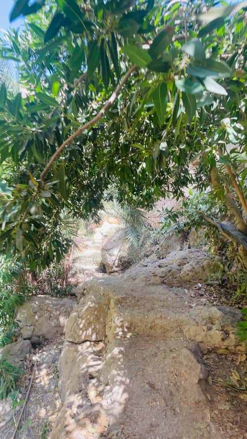 Wadi Shab Parking Meet the Local Guide for Self drivers - The 45-minute walk through the canyon