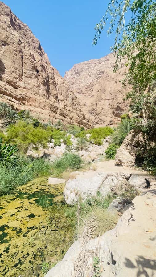 Wadi Shab Parking Meet the Local Guide for Self drivers - Coffee and the return to the parking area