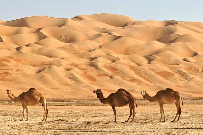 Wahiba Sands and Desert Safari from Muscat - Should you book the Wahiba Sands and Wadi Bani Khalid tour?