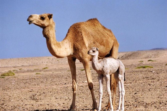 Wahiba Sands&Wadi Bani Khalid desert Safari(Muscat tours) - Who will enjoy this day most