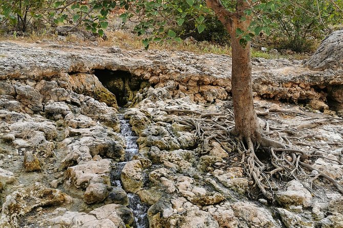 West Salalah, Al Mughsail Beach, White Beach, Frankincense Tree (Half day Tour) - The Ayn Razat and flamingo details need clarification