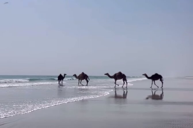 West Salalah Beaches and Blowholes - Mughsail Beach and the force of the blowholes