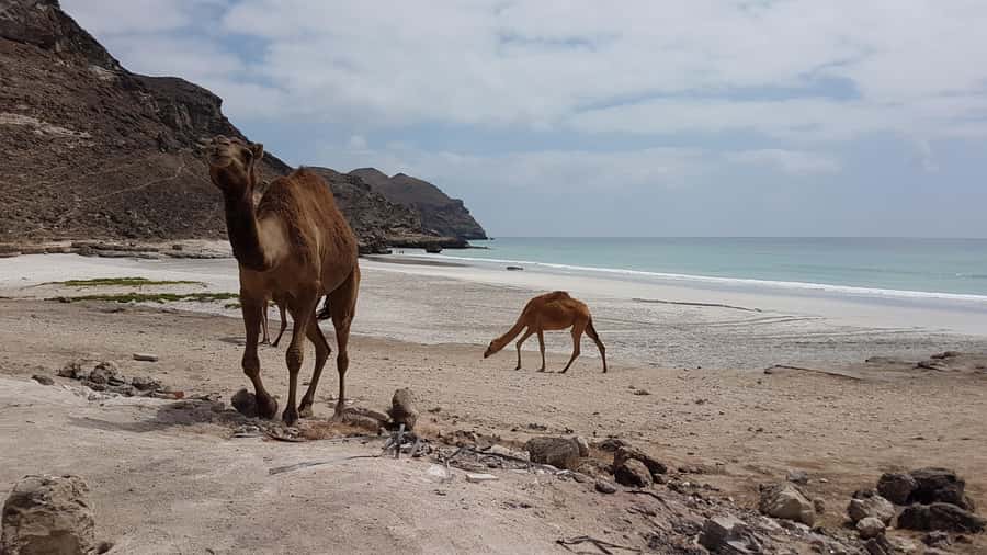 West Salalah: Caribbean of the Orient Fazayah Beaches & City - Fazayah Beach: two hours to slow down