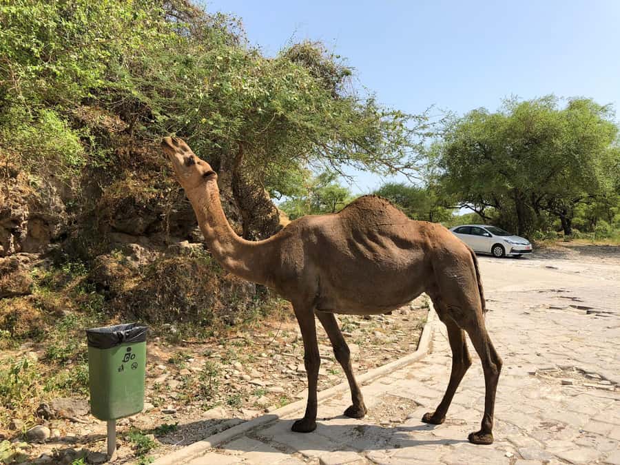 West Salalah Highlights: Coastal Wonders & Scenic Views - Should you book it?