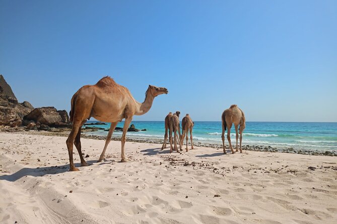 West Salalah Tour by VisitSalalah - Al Mughsail Beach and its cliffside blowholes