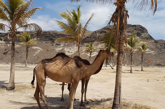 West Salalah Tour - Caribbean of Orient - Fazayah Beach with City - Coconut Beach, the palace, and the fruit farms